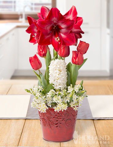 Merry Blessings Potted Bulb Garden  - MG1790
