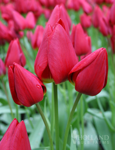 Merry Go Round Bunch Flowering Tulip 