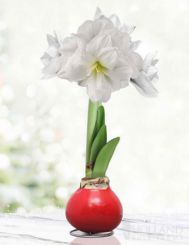 Merry and Bright Waxed Amaryllis