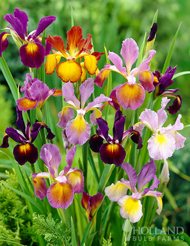 Metallic Dutch Iris Mix dutch iris, iris bulbs for sale, metallic dutch iris mix, unique iris flowers, iris blooms late spring, mixed flower bulbs for sale