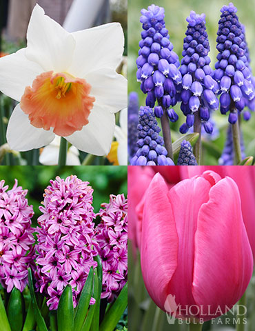 Mid Spring Flowers Garden Kit  mid spring blooming flowers, flowers that bloom mid-spring, tulip bulbs for sale, daffodil bulbs for sale, allium for sale, hyacinths for sale, best deals on flower bulbs, best place to buy flower bulbs online