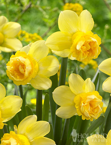 Milena Double Daffodil - 82124