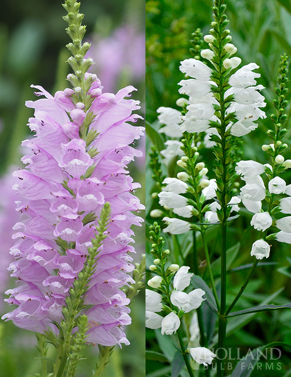 Mind Your Manners Obedient Plant Pre-Potted Duo