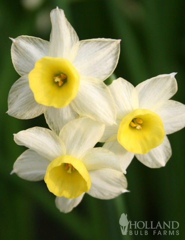 Minnow Rock Garden Daffodil - 82139