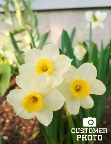 25 Dwarf Daffodils Minnow Herbaceous Perennial Bulb A Dwarf narcissi Variety with a Wondrous Scent for Your Beautiful Spring Garden RHS Award of Garden Merit