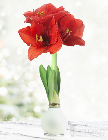Miracle Waxed Amaryllis White Waxed Amaryllis, No Watering Required, No Soil Needed, Hand-Dipped Amaryllis Bulbs, Holiday Gift
