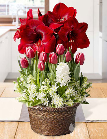 Miraculous Gift Potted Bulb Garden - MG1178 