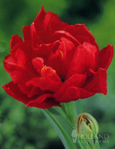 Miranda Double Early Tulip - 88123