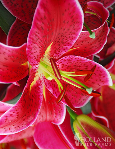Miss Feya Orienpet Lily miss feya species lily, orienpet lily, orienpet lilies for sale, tree lily flower, starazer lily, large flowering lilies