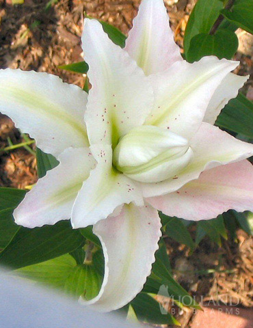 Miss Lucy Double Oriental Lily 
