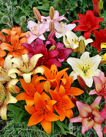 Mixed Asiatic Lilies 