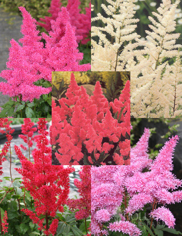 Aggressiv studieafgift Wreck Mixed Astilbe Value Bag | Holland Bulb Farms | 77261