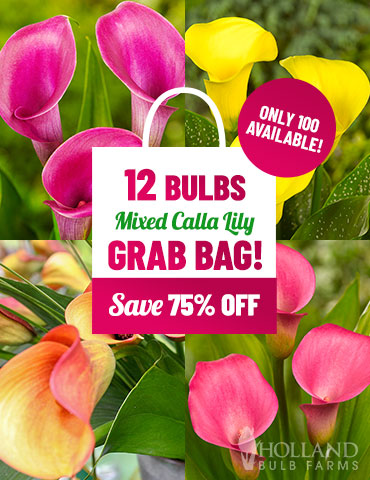 Mixed Calla Lily Grab Bag calla lily bulbs, mixed calla lilies, best deals on flower bulbs, summer blooming flowers, bulbs for pots, summer flowers for containers