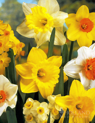 Mixed Daffodil Value Bag (8 bulbs) - 82100