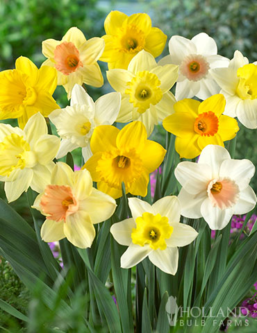 Mixed Daffodils Naturalizing Holland Bulb Farms 82163