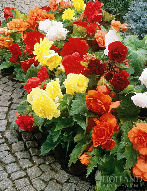 Mixed Double Begonias Value Bag