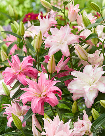 Mixed Double Oriental Lilies 