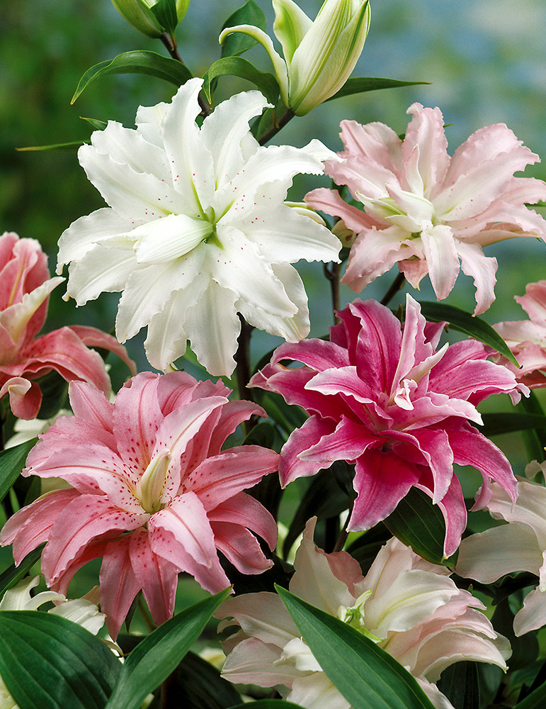 Mixed Double Oriental Lilies - 77351