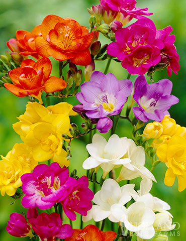 120 Fresh Mixed Seeds Colorful Freesia Big Blooms Fragrant Gorgeous Plants! 