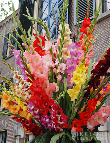 Mixed Gladiolus Grower Special (120 Bulbs) - 76193