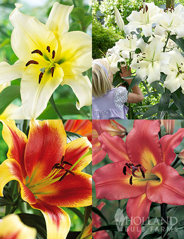 Mixed High-Five Lilies  orienpet lilies for sale, orienpet lily bulbs for sale, bulbs lily, lily hybrids, trumpet lily flower, tall lilies, ot hybrid lilies, tree lilies, high five lilies