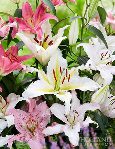Mixed Oriental Lilies - 77536