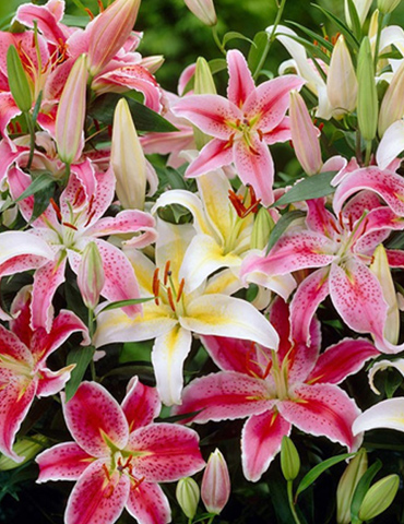 Mixed Oriental Lilies - 77536