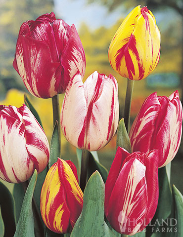 Mixed Rembrandt Tulips broken tulips, mixed rembrant tulips, tulip bulbs for sale, late blooming tulips, mixed tulips, darwin tulips, tulip bulbs bulk, buy tulip bulbs