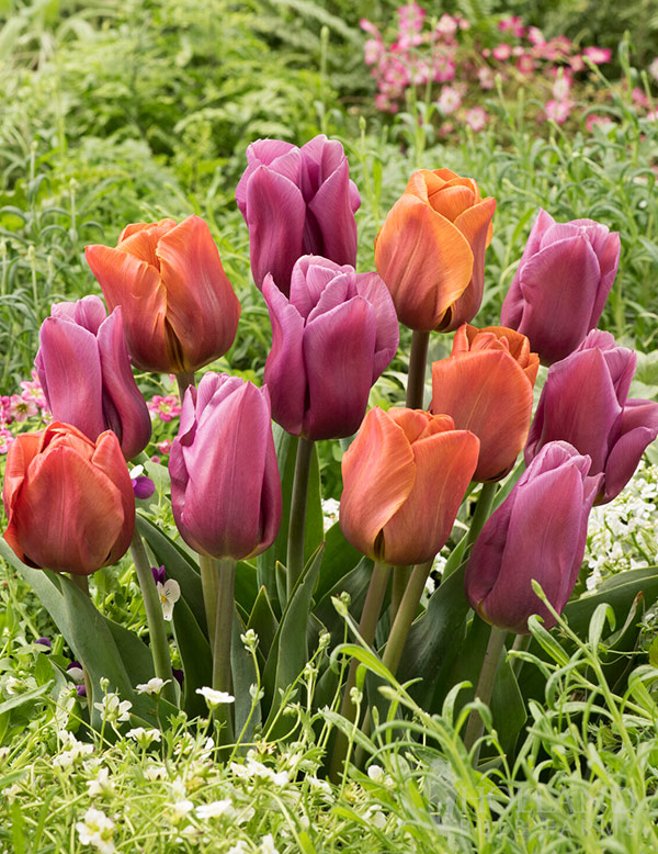 Modern Wave Tulip Mix