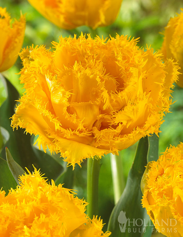Mon Amour Fringed Double Tulip