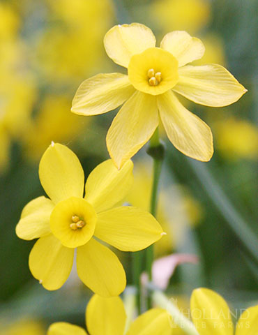 DWARF DAFFODIL NARCISSUS YELLOW GARDEN AUTUMN BULBS SPRING FLOWERING CORM  PLANT