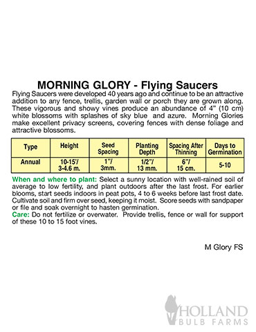 Morning Glory Flying Saucer - 75636