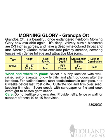 Morning Glory Grandpa Ott - 75602