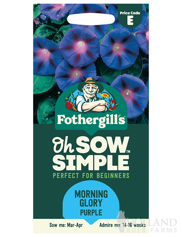 Morning Glory Purple Seeds | Holland Bulb Farms | MF44974
