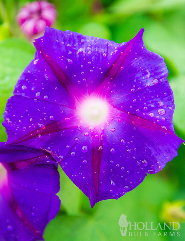 Morning Glory Purple Seeds