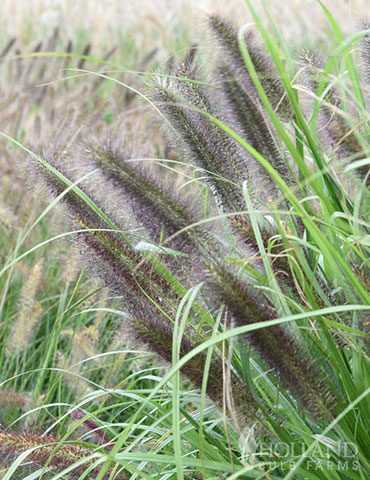 Moudry Fountain Grass - 77588