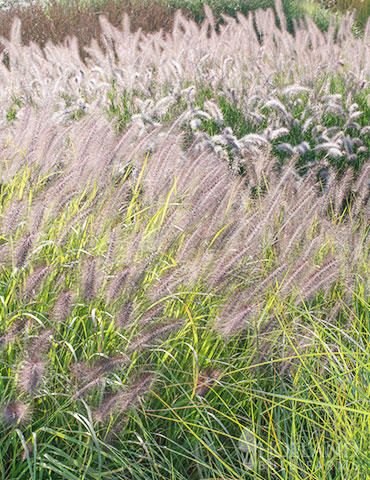 Moudry Fountain Grass purple fountain grass, pennisetum alopecuroides moudry, black fountain grass, black flowering fountain grass, dwarf fountain grass 