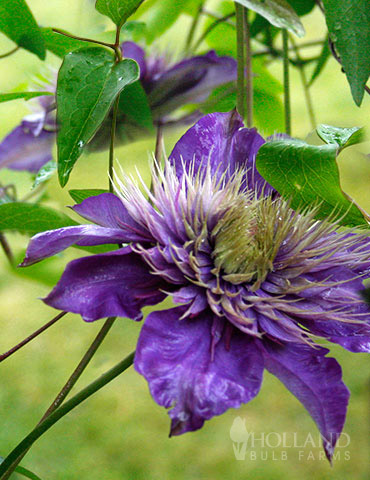  Mulit-Blue Double Flowering Clematis