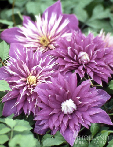 Multi-Blue Double Flowering Clematis - 77454