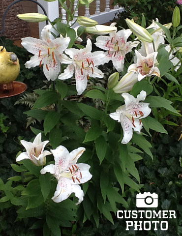 Muscadet Oriental Lilies Jumbo Pack - 77218