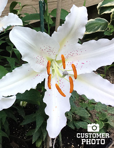Muscadet Oriental Lily - 77165