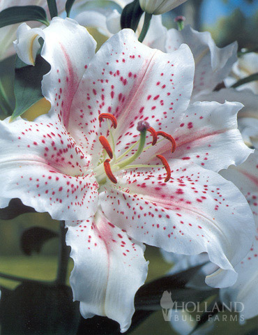 Muscadet Oriental Lily 