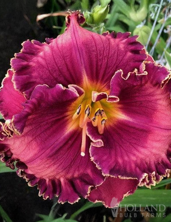 Musicality Reblooming Daylily