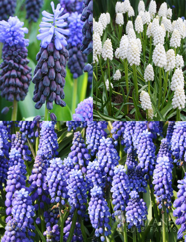 Must Have Muscari Collection 