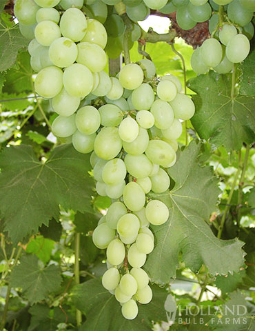 Niagara Green Grape Plant - 75126