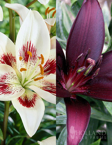 Night & Day Asiatic Lily Collection - 77508