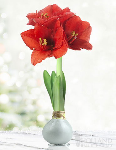 Noel Waxed Amaryllis Silver Waxed Amaryllis, Holiday Centerpiece, Unique Gifts, No Water Needed, Wax-Dipped Flower Bulb