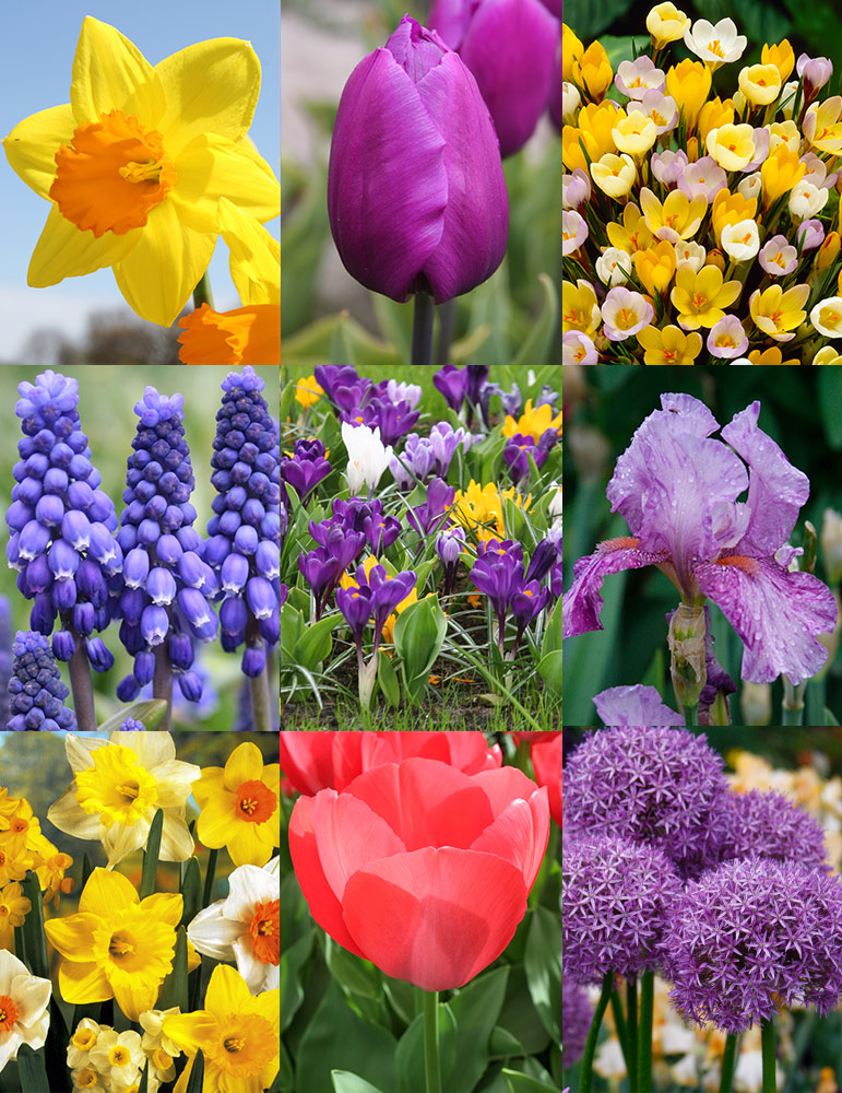 Non-Stop Spring-Blooming Bulb Collection 