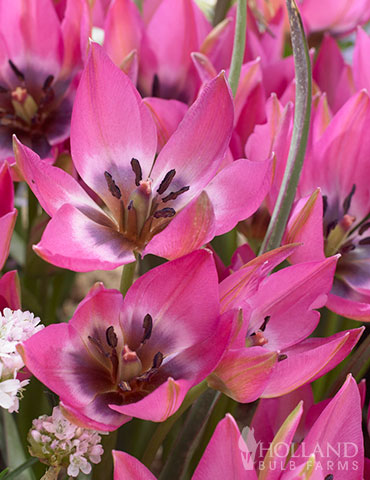 Norah Botanical Tulips 
