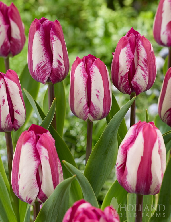 Ohio Tulip